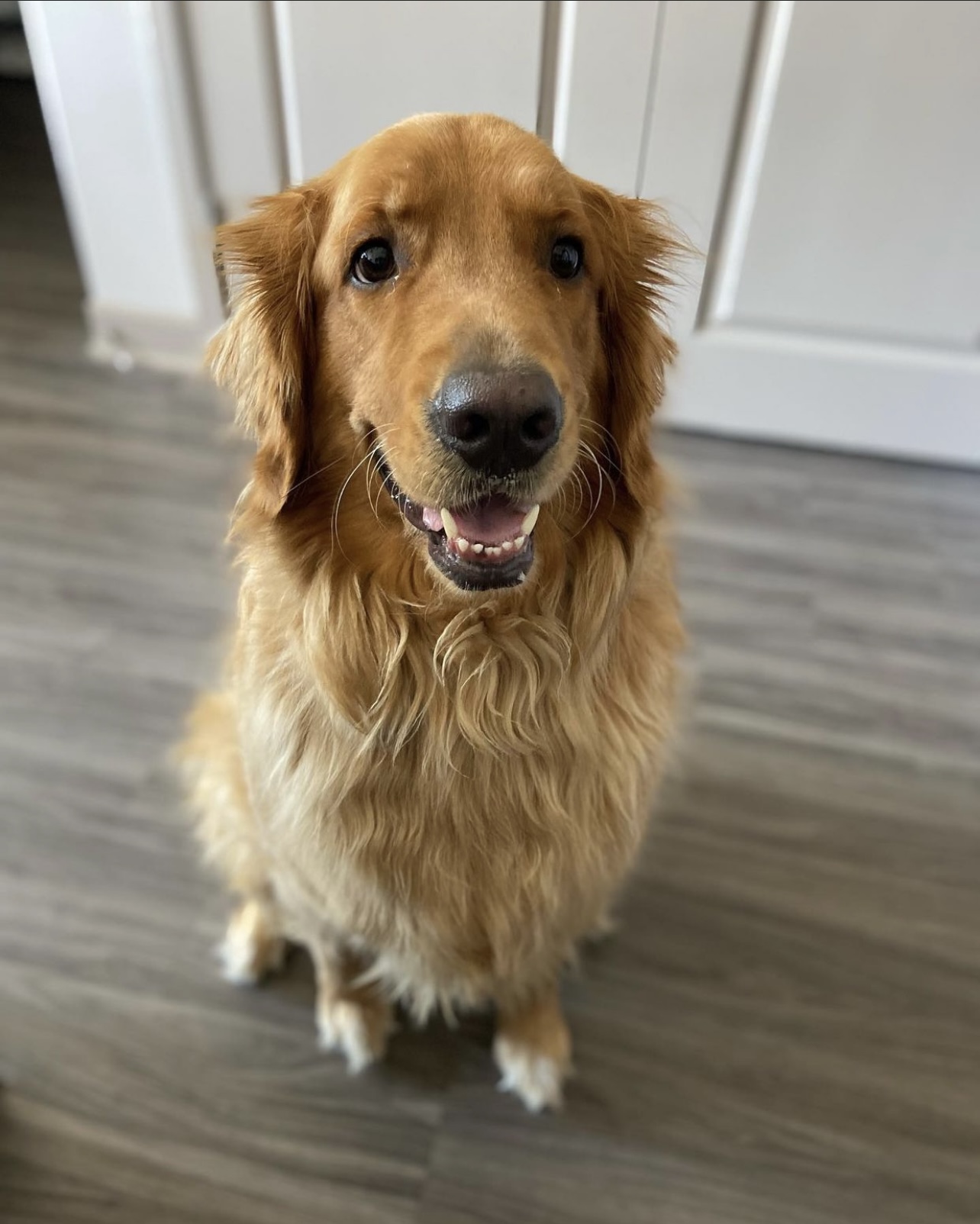 Rio, golden retriever